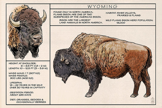 Wyoming - Plains Bison Technical - Lantern Press Postcard