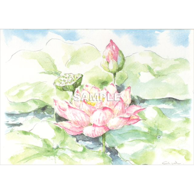 荷花 - Shinya Uchida Postcard