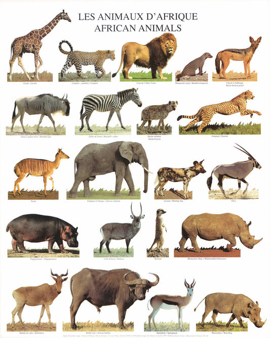 AFRICAN ANIMALS