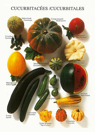 Cucurbitales - Nouvelles Images postcard