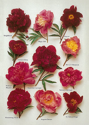 Peonies by Roger Phillips - Nouvelles Images postcard