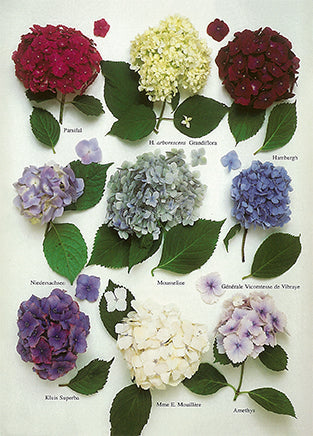 Hydrangeas by Roger Phillips - Nouvelles Images postcard