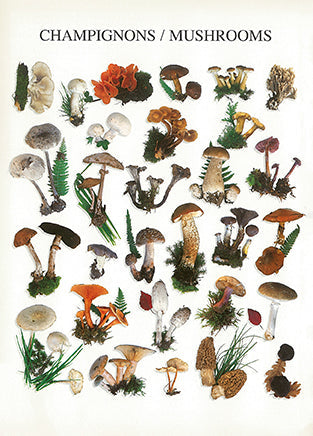 Mushrooms - Nouvelles Images postcard