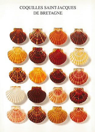 Breton Scallops - Nouvelles Images postcard