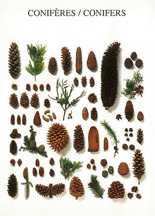 Conifers - Nouvelles Images postcard