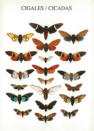 Cicadas - Nouvelles Images postcard