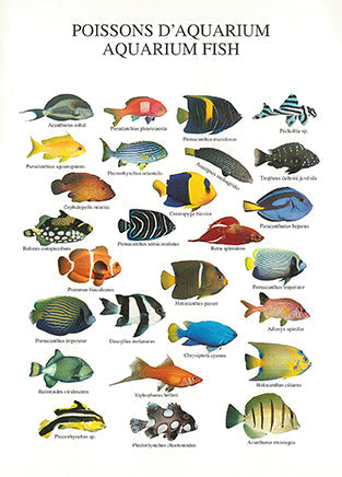 Aquarium Fish - Nouvelles Images postcard