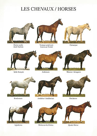 Horses (Les Chevaux) - Nouvelles Images postcard