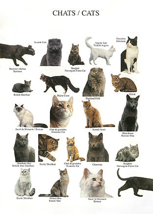 Cats(Chats) - Nouvelles Images postcard