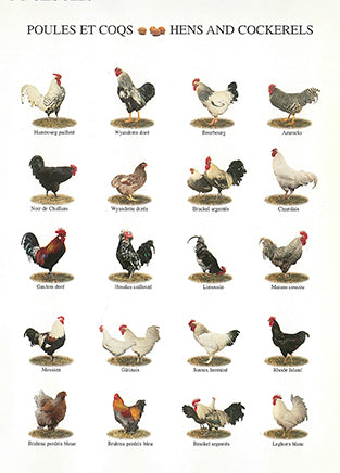 Hens and Cockerels - Nouvelles Images postcard