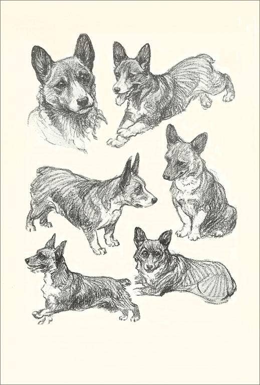 Corgi Portraits - Found Image postcard