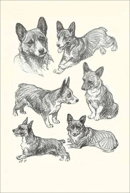 Corgi Portraits - Found Image postcard