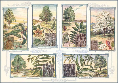 Tree Identification - Found Image postcard