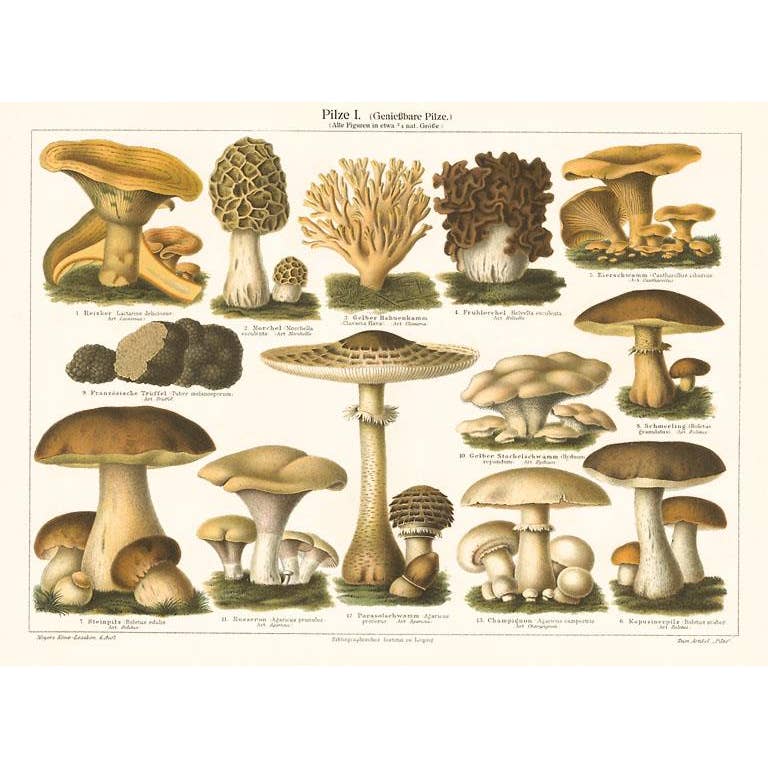 Varieties of Mushroom - Found Image postcard