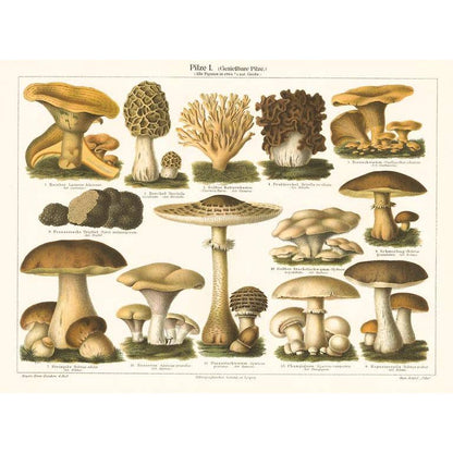 Varieties of Mushroom - Found Image postcard