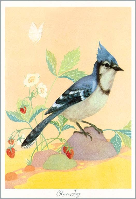 Blue Jay, Illustration - Found Image postcard