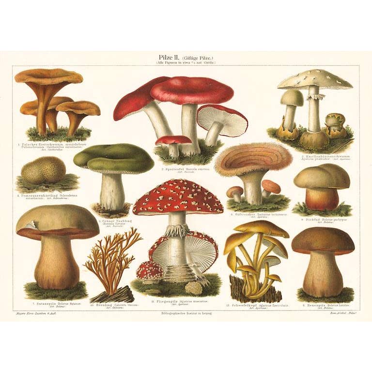Varieties of Mushroom - Found Image postcard