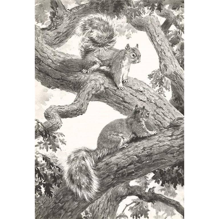 Squirrels in Tree - Found Image postcard