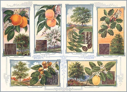 Tree Identification - Found Image postcard