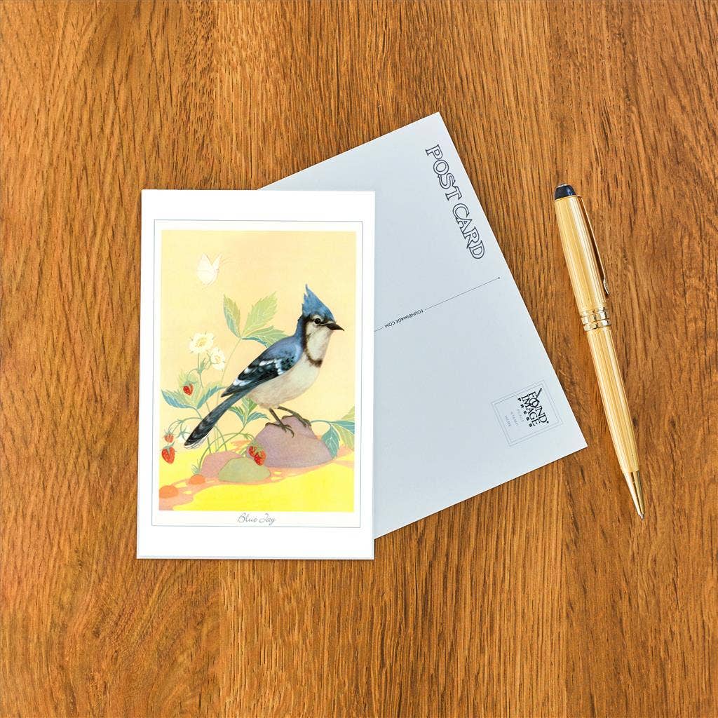 Blue Jay, Illustration - Found Image postcard