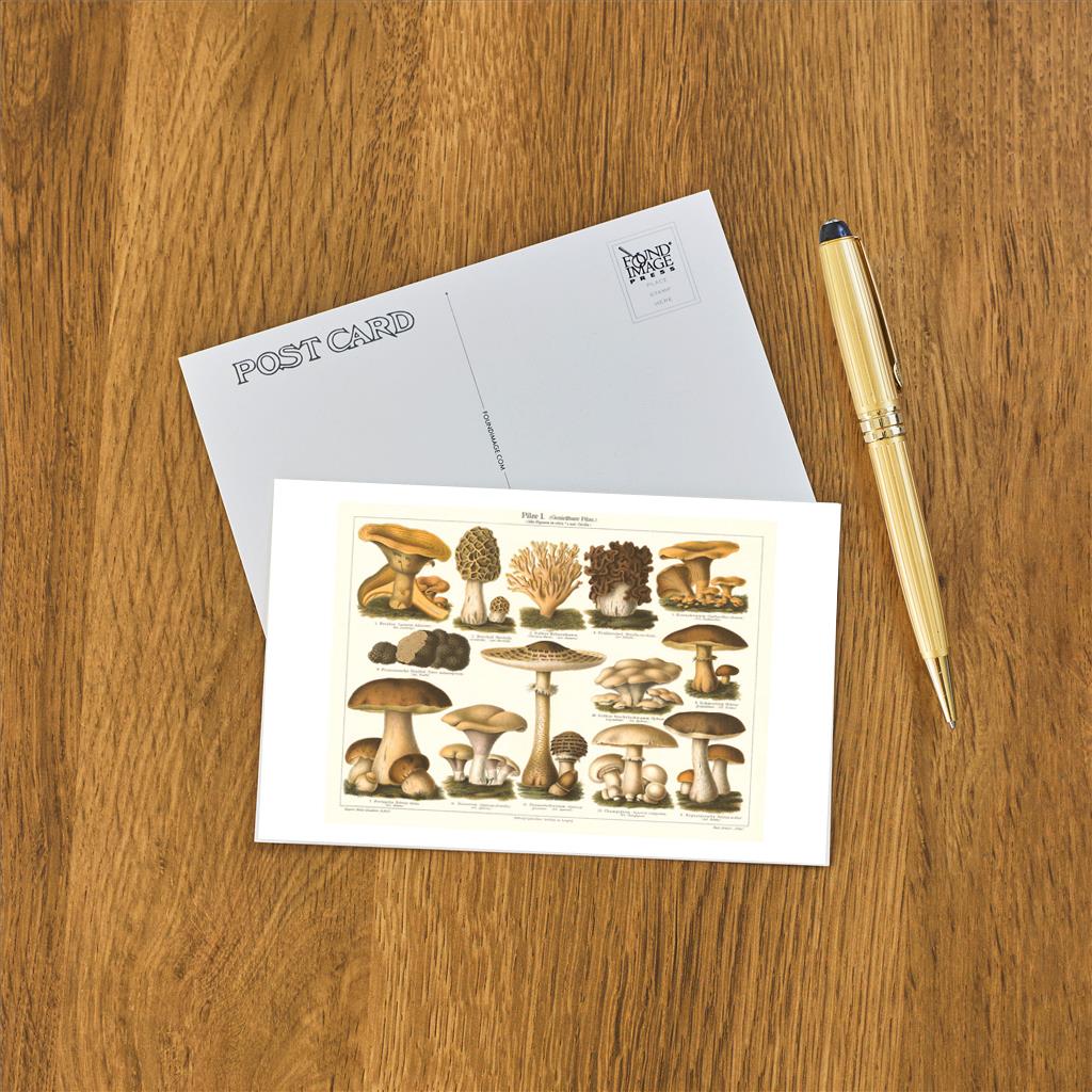 Varieties of Mushroom - Found Image postcard