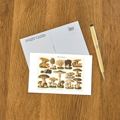 Varieties of Mushroom - Found Image postcard
