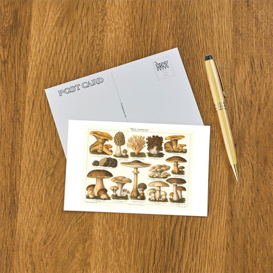 Varieties of Mushroom - Found Image postcard