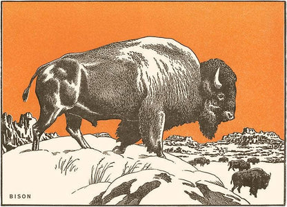 Bison - Found Image postcard