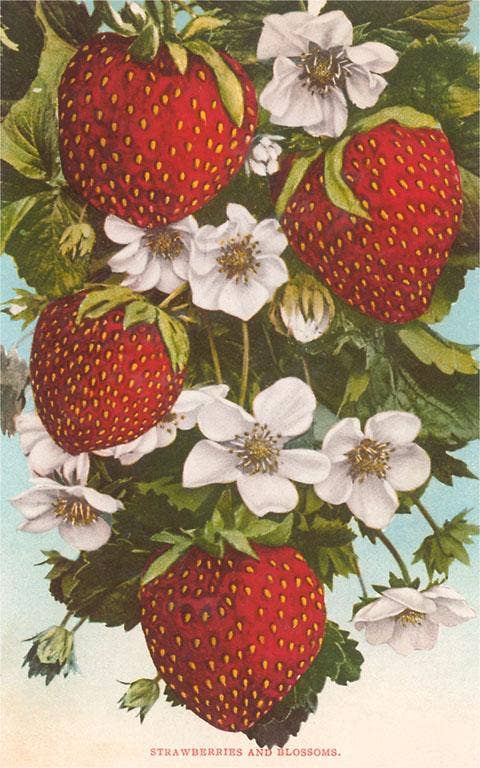 Produce - Vintage Image, Postcard