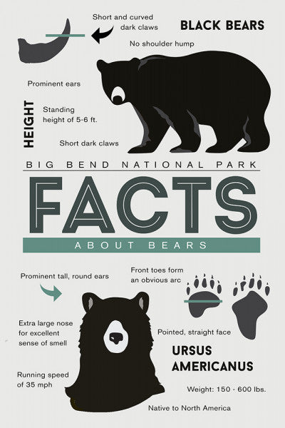 Big Bend National Park, Texas - Facts About Black Bears - Lantern Press Postcard