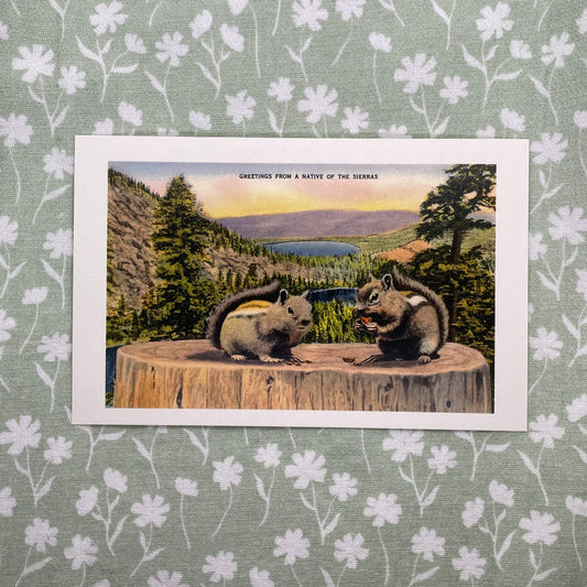 Squirrels in the California Sierras - Vintage Image - Found Image postcard